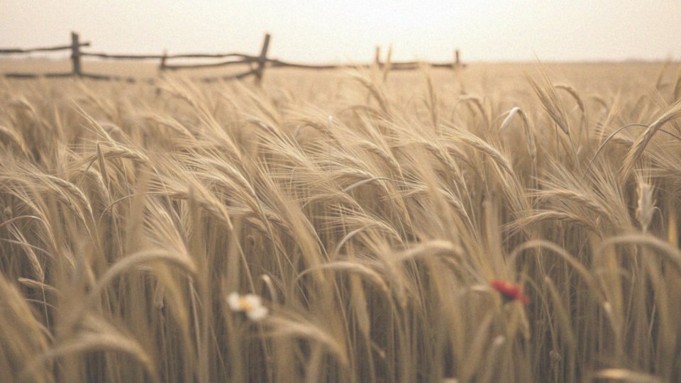 Jakie są wyróżniki słowiańskiej urody?
